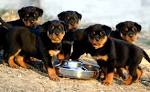 
Precio Rottweiler...........<strong>   $18,000.00</strong> <br><br>


100% pura raza, registrados todos los papeles en regla se envian a cualquier parte de la Republica.<br><br> 

<li>Contrato de compraventa<br><br></li>


<li>Seguro de vida gratuito por escrito de 5 años que cubre muerte en caso de cuestiones virales</li>
<br><br>

<li>Garantía de Pureza Racial<br><br></li>

<li>Certificado de registro inicial que extiende la Federación Canófila Mexicana donde los cachorros se entregan con tatuaje y microchip</li>

