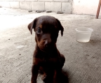 CACHORRITOS DOBERMAN SEPIA