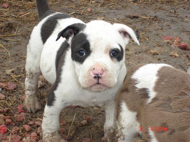 cachorros Pitbull americanos listos para nuevas viviendas
<br>Tenemos hombres y mujeres cachorros Pitbull americano para su aprobación . Ellos son veterinario comprobado , el hogar formado , de desparasitación y tienen muy buen temperamento . vienen con pedigree y UKC registrados . les encanta jugar con los niños y otros animales domésticos entrenados. volver para más detalles si usted está interesado a través de correo electrónico