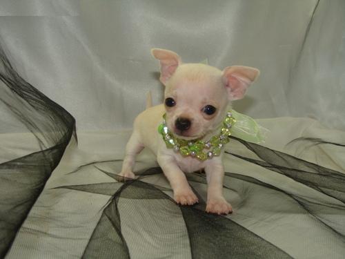 
Precio Chihuahua...........<strong>     $16,500.00  A   $20,000.00    (dependiendo del tamaño y color)</strong> <br><br>


100% pura raza, registrados todos los papeles en regla se envian a cualquier parte de la Republica.<br><br> 

<li>Contrato de compraventa<br><br></li>


<li>Seguro de vida gratuito por escrito de 5 años que cubre muerte en caso de cuestiones virales</li>
<br><br>

<li>Garantía de Pureza Racial<br><br></li>

<li>Certificado de registro inicial que extiende la Federación Canófila Mexicana donde los cachorros se entregan con tatuaje y microchip</li>


