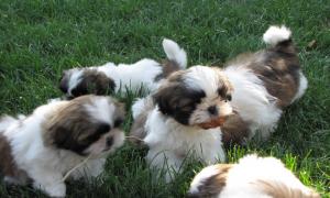 
Precio Shih Tzu...........<strong>          $22,000.00</strong> <br><br>


100% pura raza, registrados todos los papeles en regla se envian a cualquier parte de la Republica.<br><br> 

<li>Contrato de compraventa<br><br></li>


<li>Seguro de vida gratuito por escrito de 5 años que cubre muerte en caso de cuestiones virales</li>
<br><br>

<li>Garantía de Pureza Racial<br><br></li>

<li>Certificado de registro inicial que extiende la Federación Canófila Mexicana donde los cachorros se entregan con tatuaje y microchip</li>

