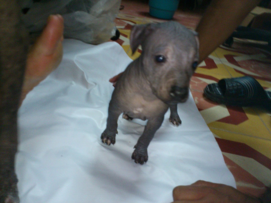 vendo 4 cachorros xolos de 2 meses de edad vacunados y desparasitados 3 machos sin pelo y una hembra con pelo se te entregan tatuados y registrados,
<br>son perros muy inteligentes y cariñosos por lo que requieren atencion y cuidados.