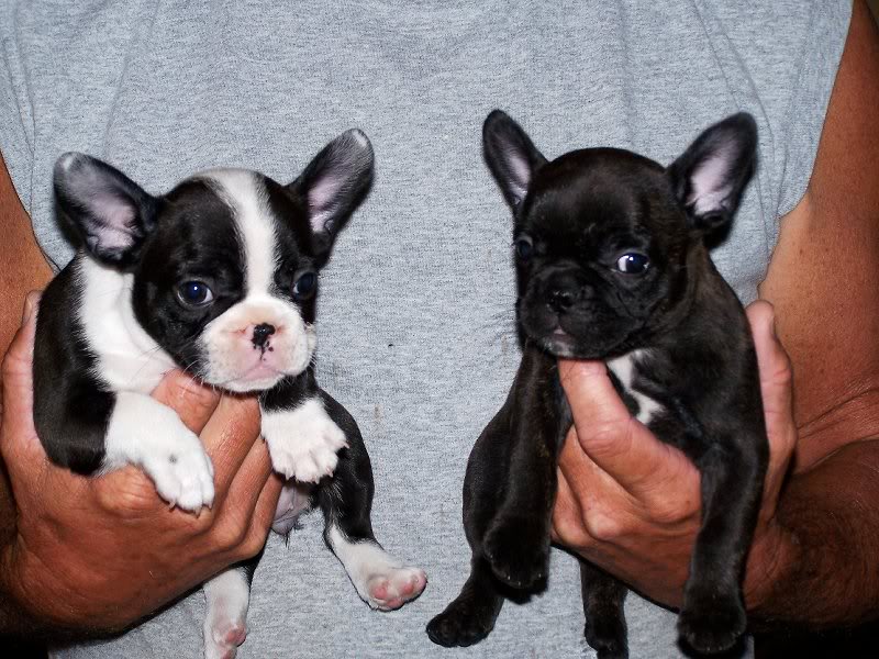 2 cachorros bulldog frances