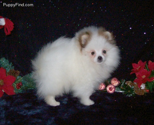 Magníficos cachorros de Pomerania