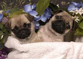 cachorros pug carlino disponible