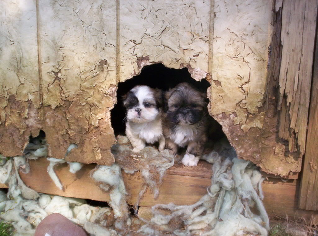 Shih Tzu cachorros para rescatar