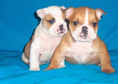 Muy bonita Cachorros de Bulldog Inglés