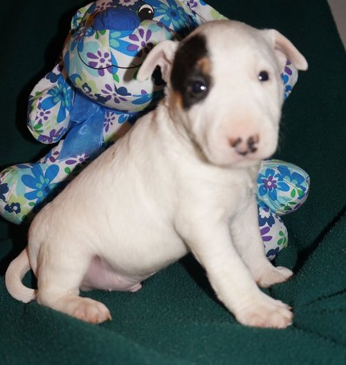 cachorros bull terrier,excelente pedigri