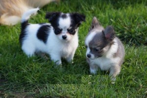 
Precio Chihuahua...........<strong>     $16,500.00  A   $20,000.00    (dependiendo del tamaño y color)</strong> <br><br>


100% pura raza, registrados todos los papeles en regla se envian a cualquier parte de la Republica.<br><br> 

<li>Contrato de compraventa<br><br></li>


<li>Seguro de vida gratuito por escrito de 5 años que cubre muerte en caso de cuestiones virales</li>
<br><br>

<li>Garantía de Pureza Racial<br><br></li>

<li>Certificado de registro inicial que extiende la Federación Canófila Mexicana donde los cachorros se entregan con tatuaje y microchip</li>

