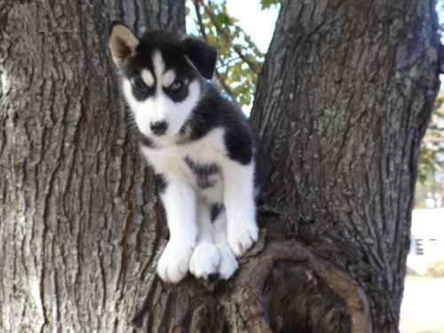 
Precio Siberian husky...........<strong>            $18,500.00  A  $22,000.00  (dependiendo del color)</strong> <br><br>


100% pura raza, registrados todos los papeles en regla se envian a cualquier parte de la Republica.<br><br> 

<li>Contrato de compraventa<br><br></li>


<li>Seguro de vida gratuito por escrito de 5 años que cubre muerte en caso de cuestiones virales</li>
<br><br>

<li>Garantía de Pureza Racial<br><br></li>

<li>Certificado de registro inicial que extiende la Federación Canófila Mexicana donde los cachorros se entregan con tatuaje y microchip</li>

