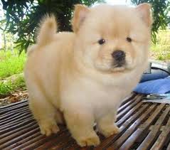  CHOW CHOW CACHORROS