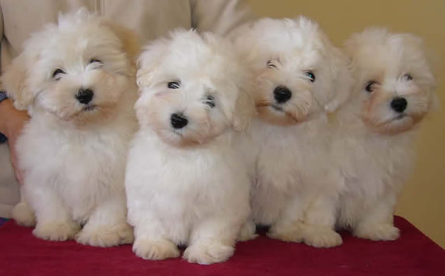 Coton de Tulear Cachorros