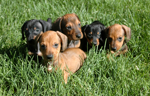  Dachshunds Cachorros 