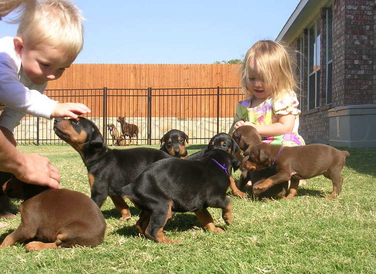 LINDO DOBERMAN CACHORROS 