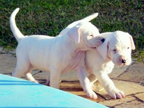 CACHORROS DOGO ARGENTINO 