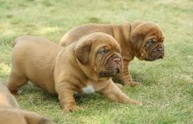 LINDO DOGO DE BURDEOS CACHORROS 