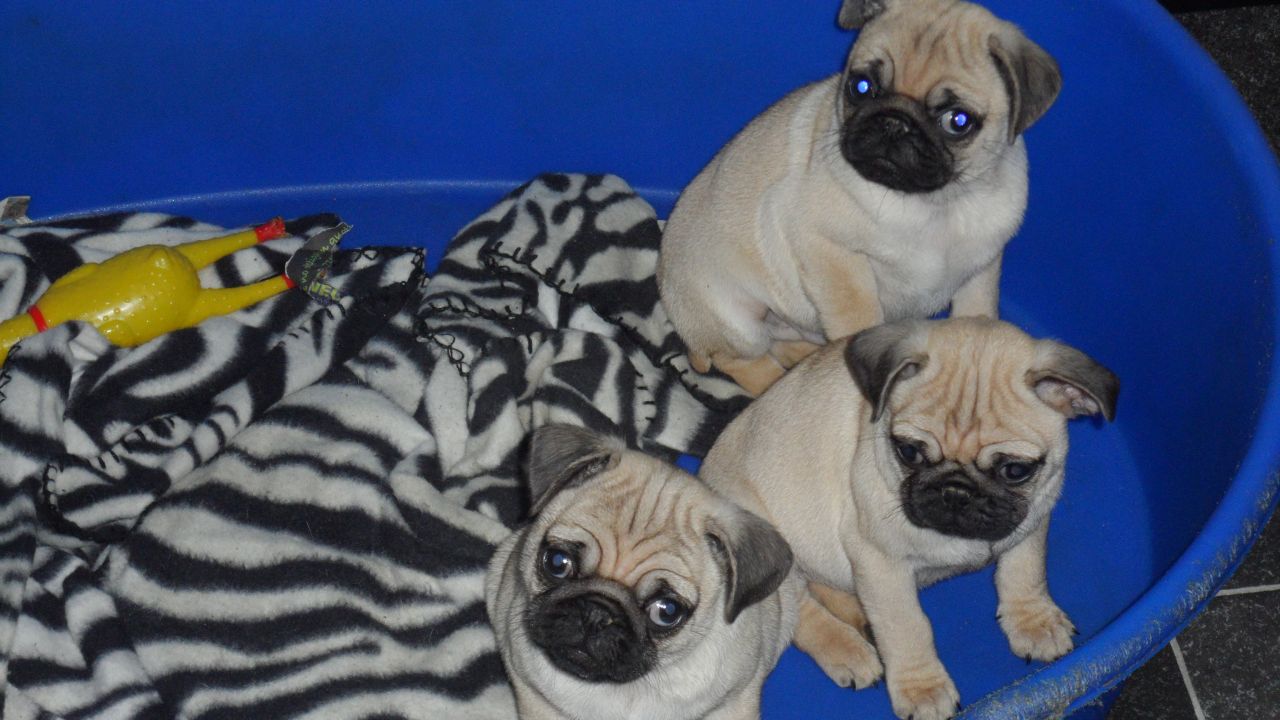 
Precio Pug...........<strong> $18,000.00  A   $20,000.00  (dependiendo del  color)</strong> <br><br>


100% pura raza, registrados todos los papeles en regla se envian a cualquier parte de la Republica.<br><br> 

<li>Contrato de compraventa<br><br></li>


<li>Seguro de vida gratuito por escrito de 5 años que cubre muerte en caso de cuestiones virales</li>
<br><br>

<li>Garantía de Pureza Racial<br><br></li>

<li>Certificado de registro inicial que extiende la Federación Canófila Mexicana donde los cachorros se entregan con tatuaje y microchip</li>

