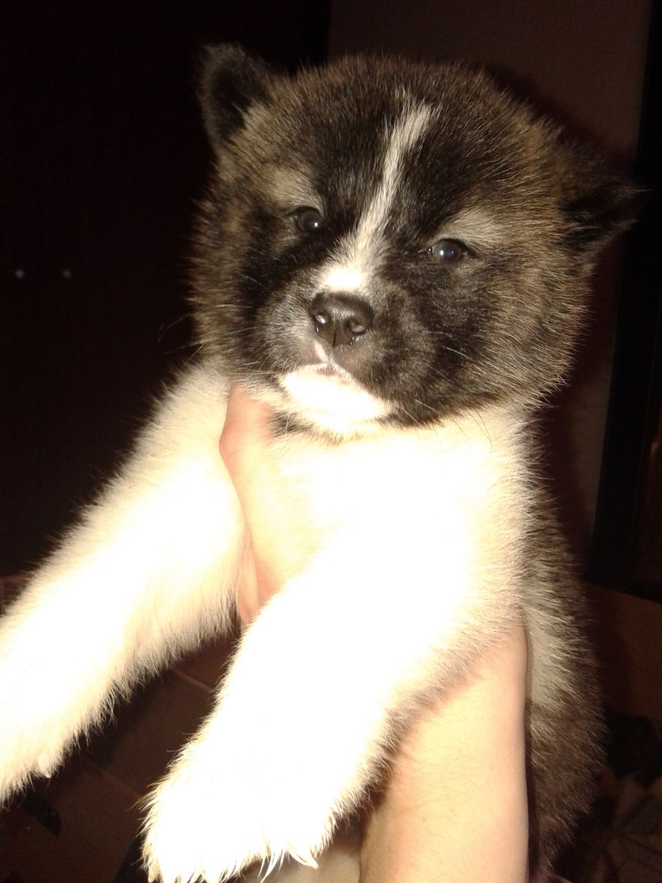 ..Amazing cachorros Akita..!!!