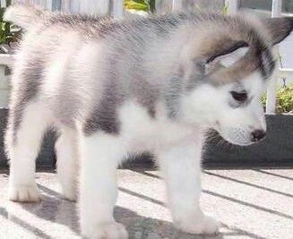 
Precio ALASKAN MALAMUTE...........<strong>$18,500.00</strong> <br><br>

100% pura raza, registrados todos los papeles en regla se envian a cualquier parte de la Republica.<br><br> 

<li>Contrato de compraventa<br><br></li>


<li>Seguro de vida gratuito por escrito de 5 años que cubre muerte en caso de cuestiones virales</li>
<br><br>

<li>Garantía de Pureza Racial<br><br></li>


<li>Certificado de registro inicial que extiende la Federación Canófila Mexicana donde los cachorros se entregan con tatuaje y microchip<br><br></li>

