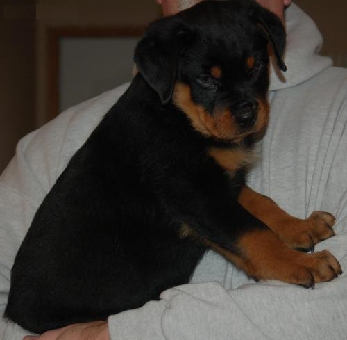 
Precio Rottweiler...........<strong>   $18,000.00</strong> <br><br>


100% pura raza, registrados todos los papeles en regla se envian a cualquier parte de la Republica.<br><br> 

<li>Contrato de compraventa<br><br></li>


<li>Seguro de vida gratuito por escrito de 5 años que cubre muerte en caso de cuestiones virales</li>
<br><br>

<li>Garantía de Pureza Racial<br><br></li>

<li>Certificado de registro inicial que extiende la Federación Canófila Mexicana donde los cachorros se entregan con tatuaje y microchip</li>

