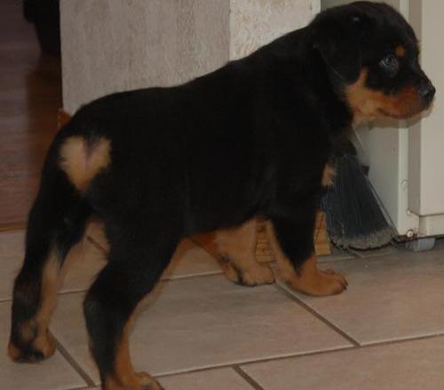 
Precio Rottweiler...........<strong>   $18,000.00</strong> <br><br>


100% pura raza, registrados todos los papeles en regla se envian a cualquier parte de la Republica.<br><br> 

<li>Contrato de compraventa<br><br></li>


<li>Seguro de vida gratuito por escrito de 5 años que cubre muerte en caso de cuestiones virales</li>
<br><br>

<li>Garantía de Pureza Racial<br><br></li>

<li>Certificado de registro inicial que extiende la Federación Canófila Mexicana donde los cachorros se entregan con tatuaje y microchip</li>

