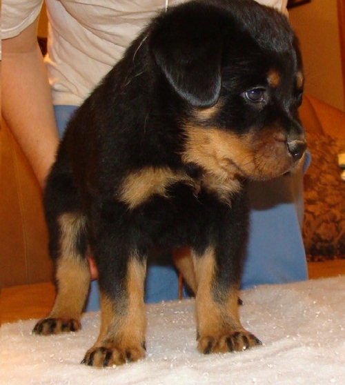 
Precio Rottweiler...........<strong>   $18,000.00</strong> <br><br>


100% pura raza, registrados todos los papeles en regla se envian a cualquier parte de la Republica.<br><br> 

<li>Contrato de compraventa<br><br></li>


<li>Seguro de vida gratuito por escrito de 5 años que cubre muerte en caso de cuestiones virales</li>
<br><br>

<li>Garantía de Pureza Racial<br><br></li>

<li>Certificado de registro inicial que extiende la Federación Canófila Mexicana donde los cachorros se entregan con tatuaje y microchip</li>

