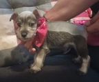 Hermoso Schnauzer Realmente Miniatura Macho de 2 meses súper pequeñito PADRES PRESENTES para q te des una idea de la conformación q tomara de adulto.. Se entrega :
<br>
<br>DESPARASITADO
<br>CORTE DE COLA ....
<br>COMIENDO CROKETA...
<br>EXCELENTE ESTADO DE SALUD...
<br>GARANTÍA DE PUREZA RACIAL...
<br>
<br>Mayores inf al teléfono q aparece aquí en el anuncio ( puedes agregarme al WhatsApp)...Estoy cercas del metro Tacuba....EL PRECIO ES ATRATAR UN POCO....