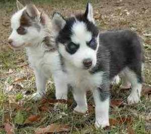 
Precio Siberian husky...........<strong>            $18,500.00  A  $22,000.00  (dependiendo del color)</strong> <br><br>


100% pura raza, registrados todos los papeles en regla se envian a cualquier parte de la Republica.<br><br> 

<li>Contrato de compraventa<br><br></li>


<li>Seguro de vida gratuito por escrito de 5 años que cubre muerte en caso de cuestiones virales</li>
<br><br>

<li>Garantía de Pureza Racial<br><br></li>

<li>Certificado de registro inicial que extiende la Federación Canófila Mexicana donde los cachorros se entregan con tatuaje y microchip</li>

