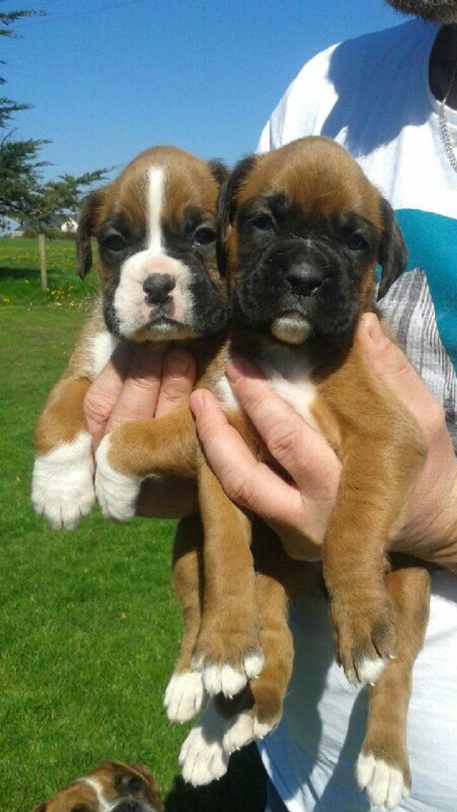 cachorros machos bien entrenado y boxer hembra disponibles