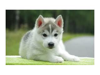 
Precio Siberian husky...........<strong>            $18,500.00  A  $22,000.00  (dependiendo del color)</strong> <br><br>


100% pura raza, registrados todos los papeles en regla se envian a cualquier parte de la Republica.<br><br> 

<li>Contrato de compraventa<br><br></li>


<li>Seguro de vida gratuito por escrito de 5 años que cubre muerte en caso de cuestiones virales</li>
<br><br>

<li>Garantía de Pureza Racial<br><br></li>

<li>Certificado de registro inicial que extiende la Federación Canófila Mexicana donde los cachorros se entregan con tatuaje y microchip</li>

