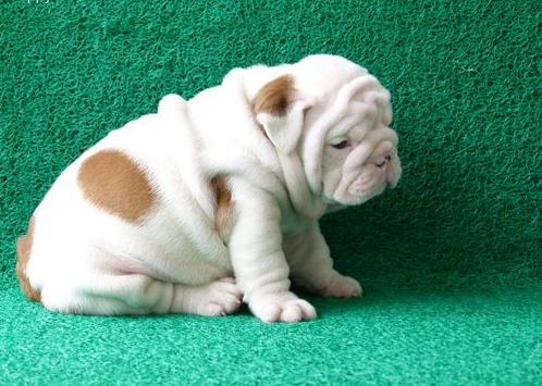 adorables y muy mimoso Inglés cachorros bulldog disponibles