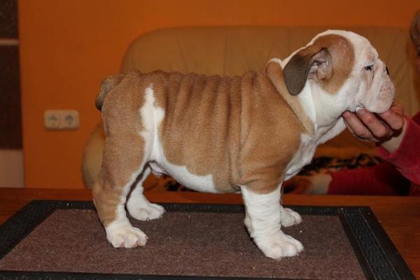  camada hermosos cachorros bulldog Inglés