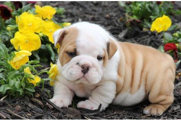  camada hermosos cachorros bulldog Inglés