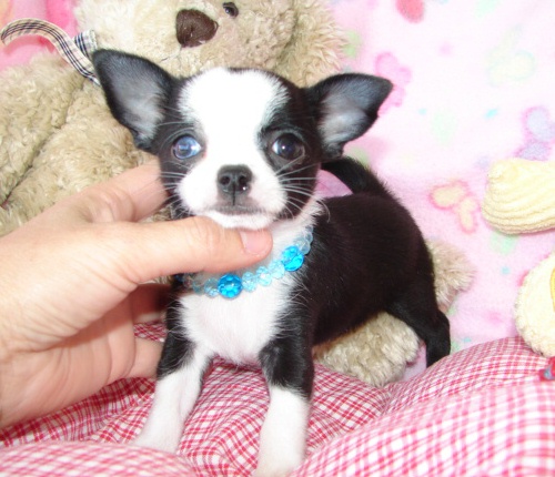  dos cute chihuahua cachorros gratis