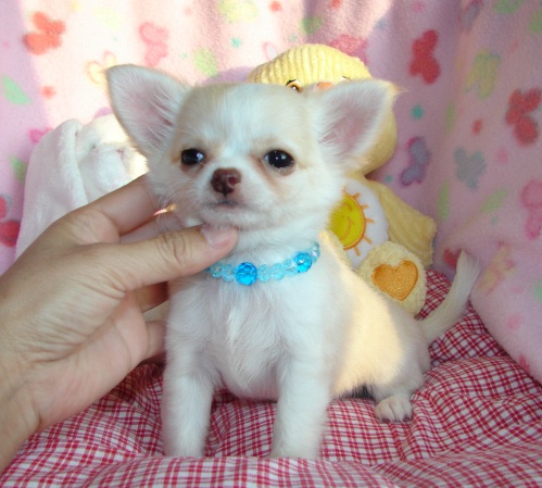 
Precio Chihuahua...........<strong>     $16,500.00  A   $20,000.00    (dependiendo del tamaño y color)</strong> <br><br>


100% pura raza, registrados todos los papeles en regla se envian a cualquier parte de la Republica.<br><br> 

<li>Contrato de compraventa<br><br></li>


<li>Seguro de vida gratuito por escrito de 5 años que cubre muerte en caso de cuestiones virales</li>
<br><br>

<li>Garantía de Pureza Racial<br><br></li>

<li>Certificado de registro inicial que extiende la Federación Canófila Mexicana donde los cachorros se entregan con tatuaje y microchip</li>

