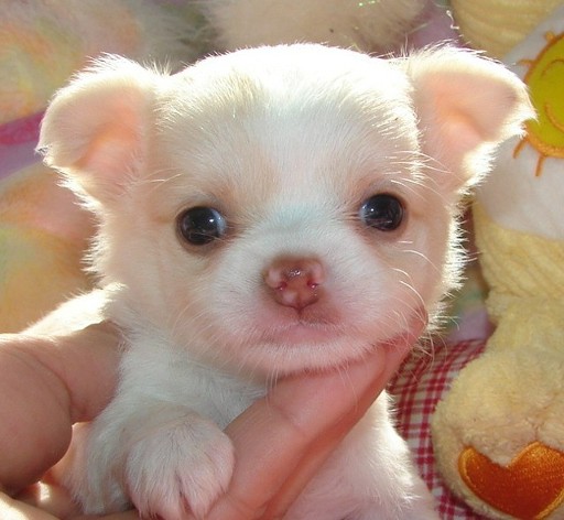 
Precio Chihuahua...........<strong>     $16,500.00  A   $20,000.00    (dependiendo del tamaño y color)</strong> <br><br>


100% pura raza, registrados todos los papeles en regla se envian a cualquier parte de la Republica.<br><br> 

<li>Contrato de compraventa<br><br></li>


<li>Seguro de vida gratuito por escrito de 5 años que cubre muerte en caso de cuestiones virales</li>
<br><br>

<li>Garantía de Pureza Racial<br><br></li>

<li>Certificado de registro inicial que extiende la Federación Canófila Mexicana donde los cachorros se entregan con tatuaje y microchip</li>

