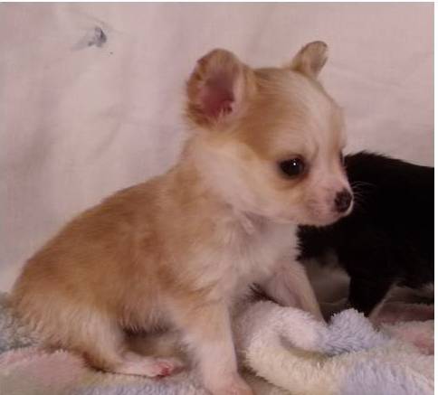 
Precio Chihuahua...........<strong>     $16,500.00  A   $20,000.00    (dependiendo del tamaño y color)</strong> <br><br>


100% pura raza, registrados todos los papeles en regla se envian a cualquier parte de la Republica.<br><br> 

<li>Contrato de compraventa<br><br></li>


<li>Seguro de vida gratuito por escrito de 5 años que cubre muerte en caso de cuestiones virales</li>
<br><br>

<li>Garantía de Pureza Racial<br><br></li>

<li>Certificado de registro inicial que extiende la Federación Canófila Mexicana donde los cachorros se entregan con tatuaje y microchip</li>

