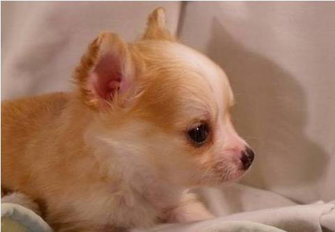  dos cute chihuahua cachorros gratis