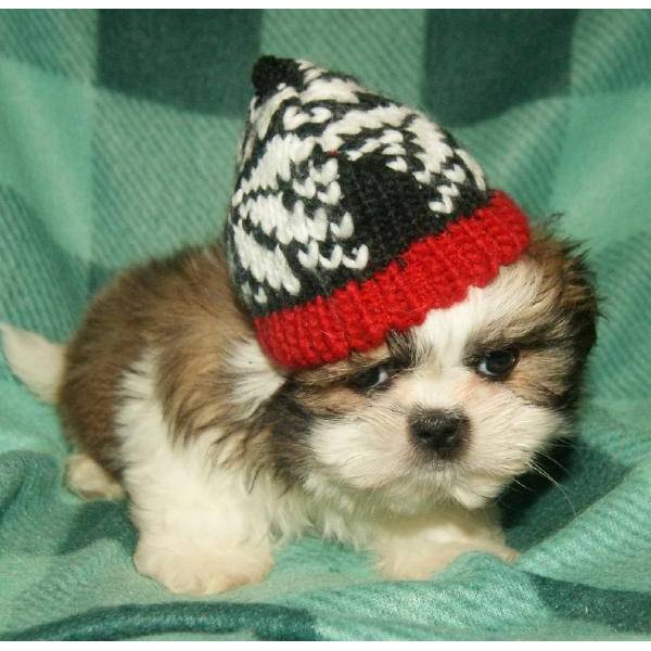 
Precio Shih Tzu...........<strong>          $22,000.00</strong> <br><br>


100% pura raza, registrados todos los papeles en regla se envian a cualquier parte de la Republica.<br><br> 

<li>Contrato de compraventa<br><br></li>


<li>Seguro de vida gratuito por escrito de 5 años que cubre muerte en caso de cuestiones virales</li>
<br><br>

<li>Garantía de Pureza Racial<br><br></li>

<li>Certificado de registro inicial que extiende la Federación Canófila Mexicana donde los cachorros se entregan con tatuaje y microchip</li>

