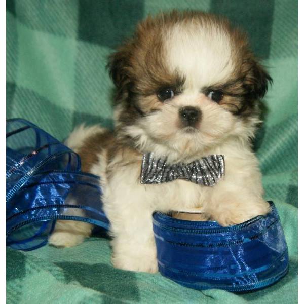  Talentosos cachorros shih tzu