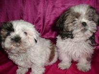 
Precio Shih Tzu...........<strong>          $22,000.00</strong> <br><br>


100% pura raza, registrados todos los papeles en regla se envian a cualquier parte de la Republica.<br><br> 

<li>Contrato de compraventa<br><br></li>


<li>Seguro de vida gratuito por escrito de 5 años que cubre muerte en caso de cuestiones virales</li>
<br><br>

<li>Garantía de Pureza Racial<br><br></li>

<li>Certificado de registro inicial que extiende la Federación Canófila Mexicana donde los cachorros se entregan con tatuaje y microchip</li>

