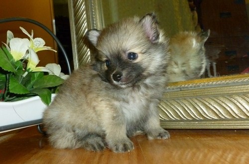 pomeranian  cachorros para su aprobación