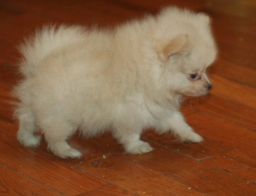 pomeranian  cachorros para su aprobación