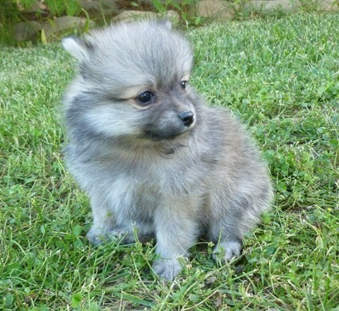 pomeranian  cachorros para su aprobación