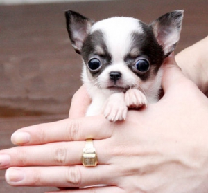 
Precio Chihuahua...........<strong>     $16,500.00  A   $20,000.00    (dependiendo del tamaño y color)</strong> <br><br>


100% pura raza, registrados todos los papeles en regla se envian a cualquier parte de la Republica.<br><br> 

<li>Contrato de compraventa<br><br></li>


<li>Seguro de vida gratuito por escrito de 5 años que cubre muerte en caso de cuestiones virales</li>
<br><br>

<li>Garantía de Pureza Racial<br><br></li>

<li>Certificado de registro inicial que extiende la Federación Canófila Mexicana donde los cachorros se entregan con tatuaje y microchip</li>

