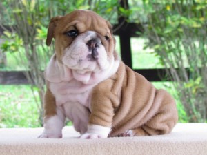 Bulldog Inglés
<br>
<br>Somos una empresa pequeña, propiedad de la familia criador / expositor de animales de compañía y espectáculo de calidad AKC Inglés Bulldogs. Hemos sido reconocidos por el Club de Bulldog Americano como \