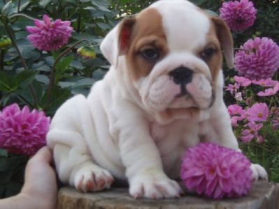 
Precio Bulldog...........<strong>   $35,000.00  A   $60,000.00    (dependiendo la calidad)</strong> <br><br>


100% pura raza, registrados todos los papeles en regla se envian a cualquier parte de la Republica.<br><br> 

<li>Contrato de compraventa<br><br></li>


<li>Seguro de vida gratuito por escrito de 5 años que cubre muerte en caso de cuestiones virales</li>
<br><br>

<li>Garantía de Pureza Racial<br><br></li>

<li>Certificado de registro inicial que extiende la Federación Canófila Mexicana donde los cachorros se entregan con tatuaje y microchip</li>

