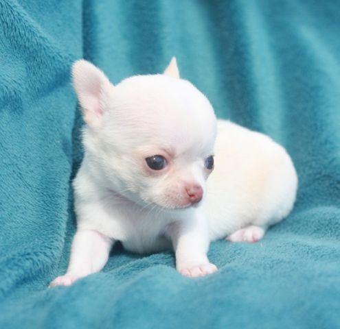 
Precio Chihuahua...........<strong>     $16,500.00  A   $20,000.00    (dependiendo del tamaño y color)</strong> <br><br>


100% pura raza, registrados todos los papeles en regla se envian a cualquier parte de la Republica.<br><br> 

<li>Contrato de compraventa<br><br></li>


<li>Seguro de vida gratuito por escrito de 5 años que cubre muerte en caso de cuestiones virales</li>
<br><br>

<li>Garantía de Pureza Racial<br><br></li>

<li>Certificado de registro inicial que extiende la Federación Canófila Mexicana donde los cachorros se entregan con tatuaje y microchip</li>

