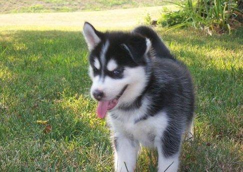 
Precio Siberian husky...........<strong>            $18,500.00  A  $22,000.00  (dependiendo del color)</strong> <br><br>


100% pura raza, registrados todos los papeles en regla se envian a cualquier parte de la Republica.<br><br> 

<li>Contrato de compraventa<br><br></li>


<li>Seguro de vida gratuito por escrito de 5 años que cubre muerte en caso de cuestiones virales</li>
<br><br>

<li>Garantía de Pureza Racial<br><br></li>

<li>Certificado de registro inicial que extiende la Federación Canófila Mexicana donde los cachorros se entregan con tatuaje y microchip</li>

