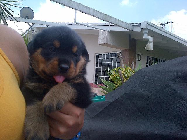 
Precio Rottweiler...........<strong>   $18,000.00</strong> <br><br>


100% pura raza, registrados todos los papeles en regla se envian a cualquier parte de la Republica.<br><br> 

<li>Contrato de compraventa<br><br></li>


<li>Seguro de vida gratuito por escrito de 5 años que cubre muerte en caso de cuestiones virales</li>
<br><br>

<li>Garantía de Pureza Racial<br><br></li>

<li>Certificado de registro inicial que extiende la Federación Canófila Mexicana donde los cachorros se entregan con tatuaje y microchip</li>

